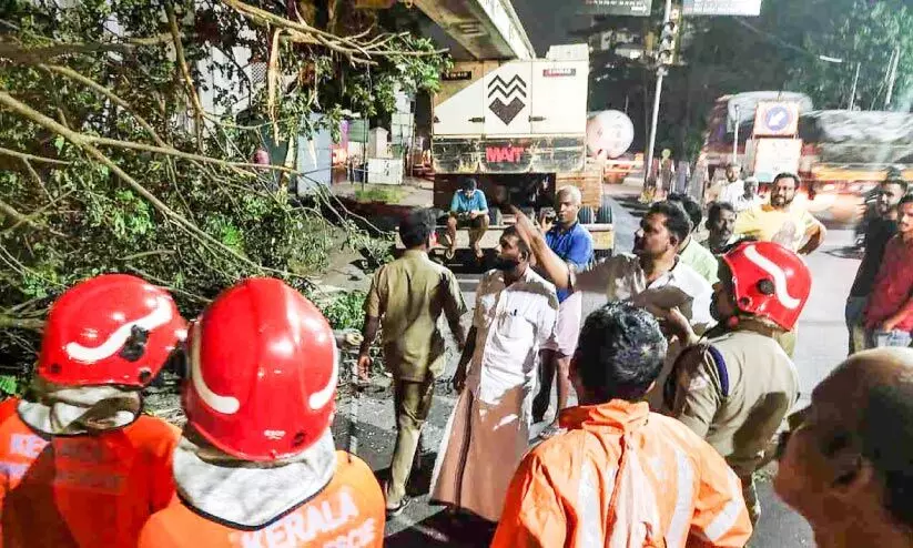 മണ്ണുമാന്തി യന്ത്രത്തിൽ കുടുങ്ങി വൻമരം വീണു മണ്ണുമാന്തി യന്ത്രത്തിൽ കുടുങ്ങി വൻമരം വീണു