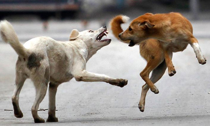 കിളിമാനൂരിൽ വീണ്ടും തെരുവുനായ് ആക്രമണം; ആറാം ക്ലാസുകാരിക്കടക്കം കടിയേറ്റു കിളിമാനൂരിൽ വീണ്ടും തെരുവുനായ് ആക്രമണം; ആറാം ക്ലാസുകാരിക്കടക്കം കടിയേറ്റു