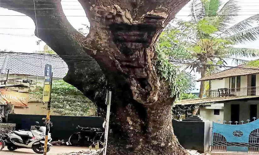 അപകട ഭീഷണിയായി വെടിമറയിലെ തണൽമരം അപകട ഭീഷണിയായി വെടിമറയിലെ തണൽമരം