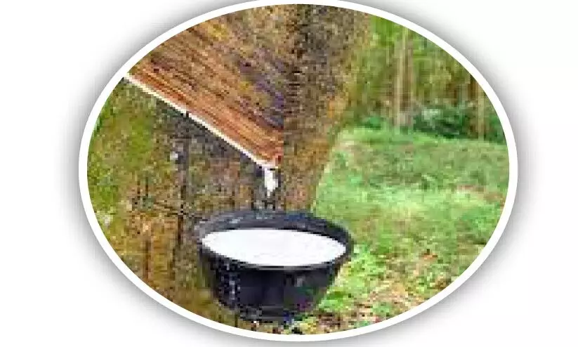 വിലയിടിവ് തുടരുന്നു; റബർ കർഷകർ പ്രതിസന്ധിയിൽ