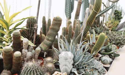 Cactus plants