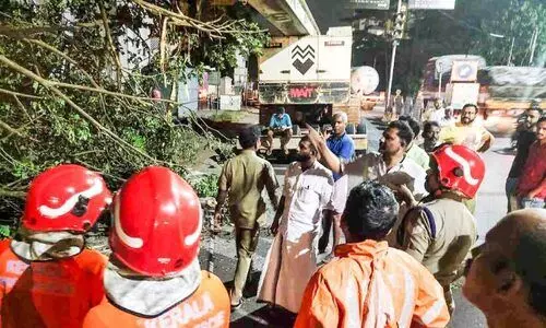 മണ്ണുമാന്തി യന്ത്രത്തിൽ കുടുങ്ങി വൻമരം വീണു