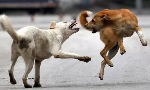 കിളിമാനൂരിൽ വീണ്ടും തെരുവുനായ്​ ആക്രമണം; ആറാം ക്ലാസുകാരിക്കടക്കം കടിയേറ്റു