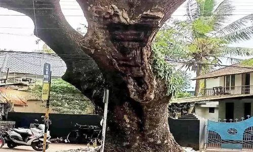 അപകട ഭീഷണിയായി വെടിമറയിലെ തണൽമരം അപകട ഭീഷണിയായി വെടിമറയിലെ തണൽമരം