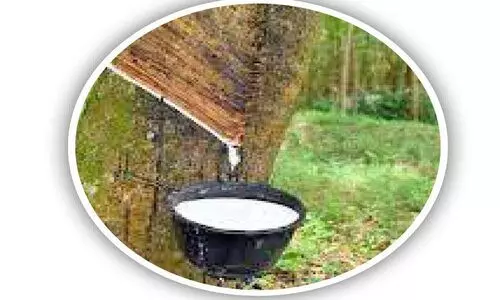 വിലയിടിവ് തുടരുന്നു; റബർ കർഷകർ പ്രതിസന്ധിയിൽ