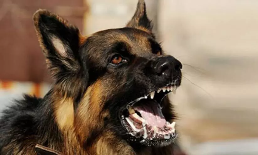 പേവിഷബാധ; വില്ലൻ കുറുനരികൾ?