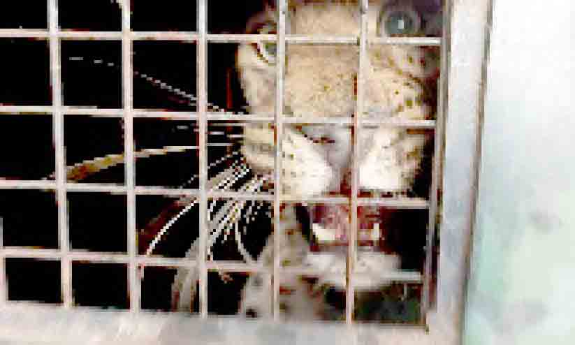 നാലു വയസ്സുകാരിയെ ആക്രമിച്ച പുലിയെ പിടികൂടി നാലു വയസ്സുകാരിയെ ആക്രമിച്ച പുലിയെ പിടികൂടി