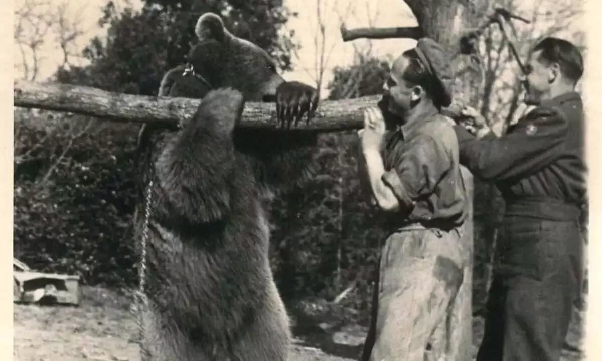 story of Wojtek the bear