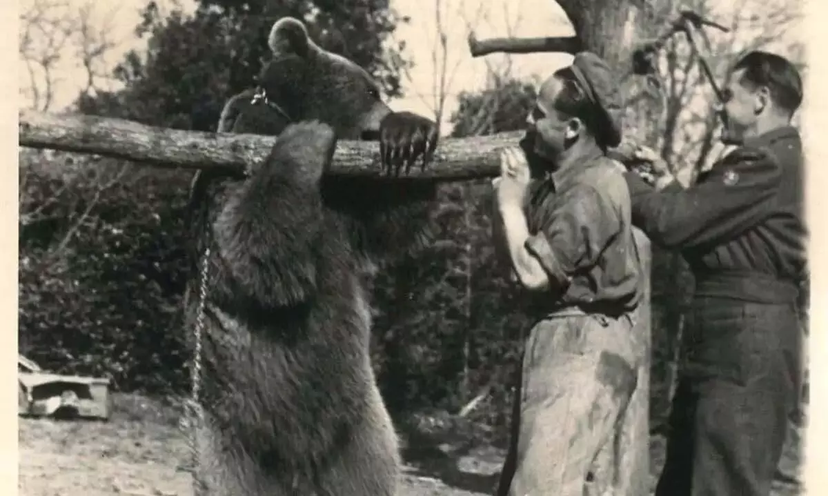 story of Wojtek the bear story of Wojtek the bear