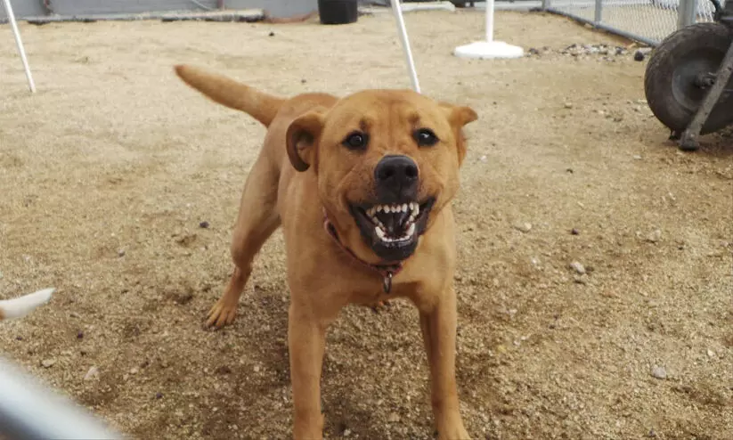 ഈ വർഷം പേവിഷബാധയേറ്റ് മരിച്ചത് 18 പേർ; അധികവും വാക്സിനെടുത്തവർ, ആശങ്കയിൽ നാട് ഈ വർഷം പേവിഷബാധയേറ്റ് മരിച്ചത് 18 പേർ; അധികവും വാക്സിനെടുത്തവർ, ആശങ്കയിൽ നാട്