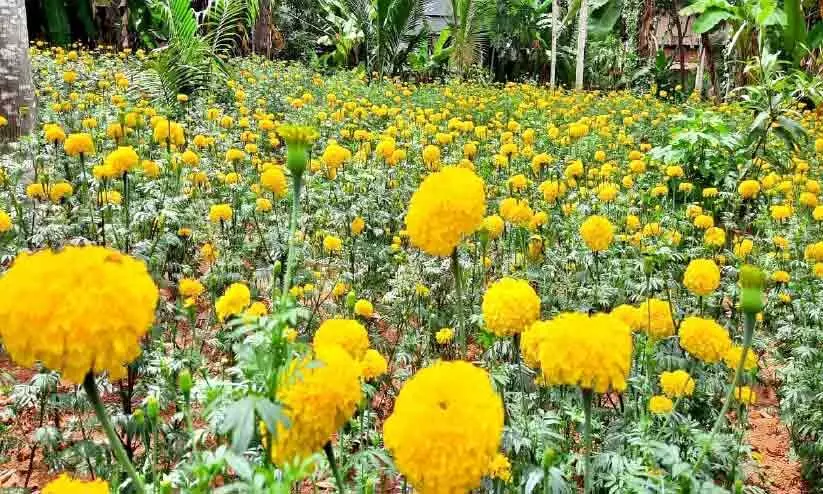 നാട്ടിലെ കൃഷിക്കളങ്ങളിൽ വിരിയുന്നു ഓണപ്പൂക്കൾ നാട്ടിലെ കൃഷിക്കളങ്ങളിൽ വിരിയുന്നു ഓണപ്പൂക്കൾ