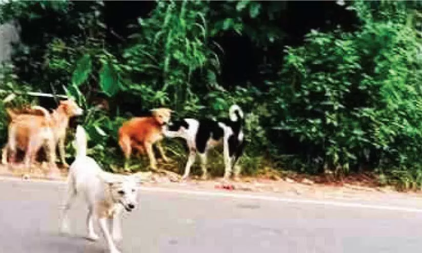 വലിയപറമ്പിൽ തെരുവുനായ് ശല്യം രൂക്ഷം വലിയപറമ്പിൽ തെരുവുനായ് ശല്യം രൂക്ഷം