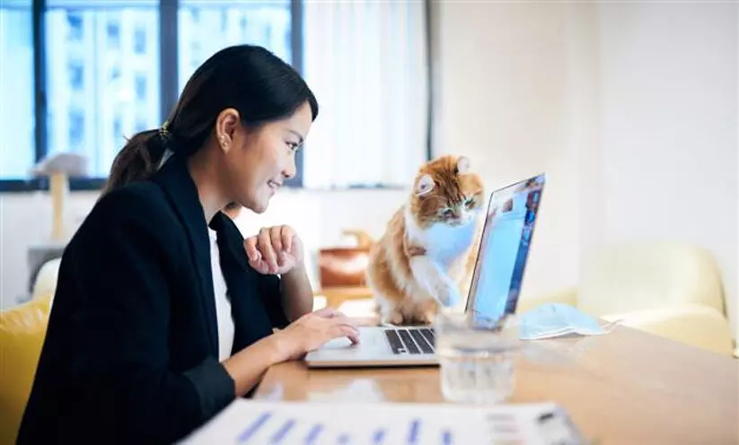 ഓൺലൈൻ ക്ലാസിനിടെ പൂച്ച പ്രത്യക്ഷപ്പെട്ടു; ജോലി പോയ അധ്യാപികക്ക് നാല് ലക്ഷം രൂപ നഷ്ടപരിഹാരം നൽകാൻ ഉത്തരവിട്ട് കോടതി