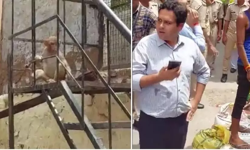 Monkey runs away with Mathura DM’s glasses in viral video