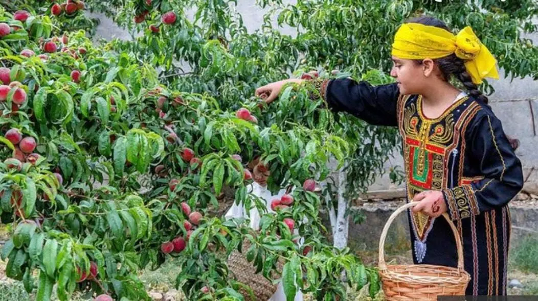തദ്ദേശീയ പഴവർഗങ്ങൾ കഴിക്കുന്നത് പ്രോത്സാഹിപ്പിച്ച് സൗദി കൃഷി പരിസ്ഥിതി മന്ത്രാലയം