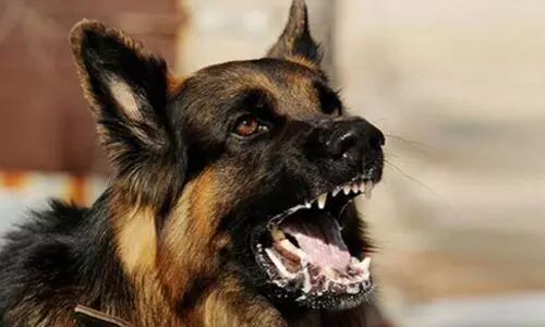 പേവിഷബാധ; വില്ലൻ കുറുനരികൾ?