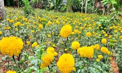 നാട്ടിലെ കൃഷിക്കളങ്ങളിൽ വിരിയുന്നു ഓണപ്പൂക്കൾ നാട്ടിലെ കൃഷിക്കളങ്ങളിൽ വിരിയുന്നു ഓണപ്പൂക്കൾ