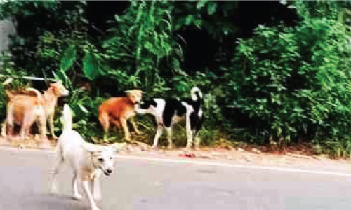 വലിയപറമ്പിൽ തെരുവുനായ് ശല്യം രൂക്ഷം