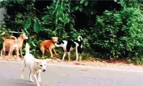 വലിയപറമ്പിൽ തെരുവുനായ് ശല്യം രൂക്ഷം