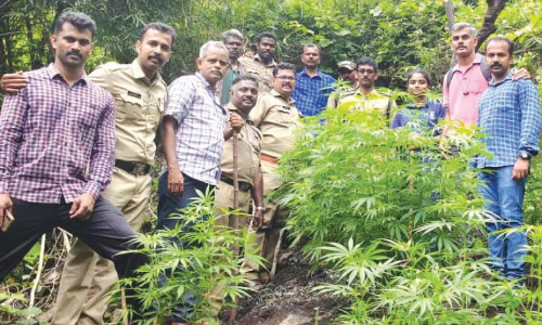 കഞ്ചാവ് വിൽപനയുടെ ഇടത്താവളങ്ങളായി ​ഗ്രാമങ്ങൾ