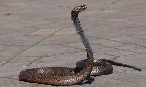 അയൽവാസിയുടെ വീട്ടിൽ കയറിയ പാമ്പിനെ പിടിച്ച് കഴുത്തിലിട്ടു; യുവാവിന് ദാരുണാന്ത്യം