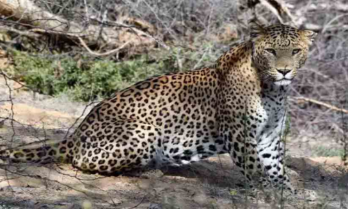 Leopard spotted in Belagavi city, 22 schools announce holiday
