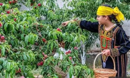 തദ്ദേശീയ പഴവർഗങ്ങൾ കഴിക്കുന്നത് പ്രോത്സാഹിപ്പിച്ച് സൗദി കൃഷി പരിസ്ഥിതി മന്ത്രാലയം