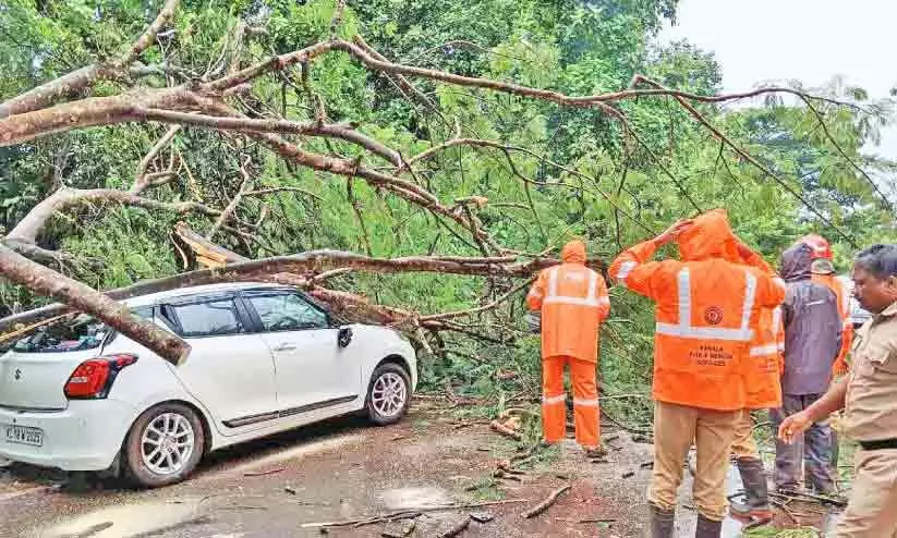 കാറിന് മുകളിൽ മരം വീണു