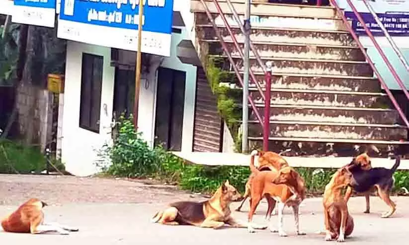 നരിക്കുനി ടൗണിൽ തെരുവുനായ് ശല്യം രൂക്ഷം: പൊറുതിമുട്ടി ജനം