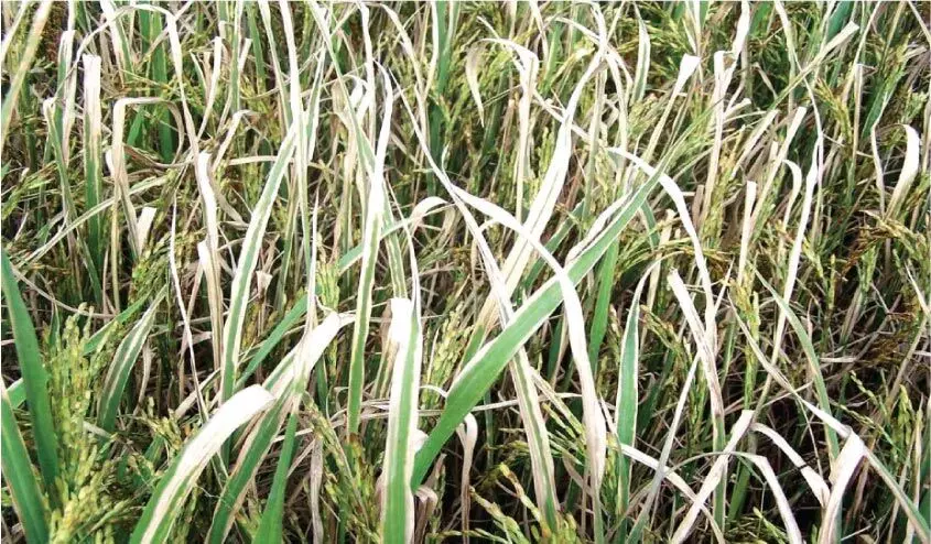 നെൽകൃഷിക്ക് ഓലകരിച്ചിൽ വ്യാപിക്കുന്നു; കർഷകർ ആശങ്കയിൽ നെൽകൃഷിക്ക് ഓലകരിച്ചിൽ വ്യാപിക്കുന്നു; കർഷകർ ആശങ്കയിൽ