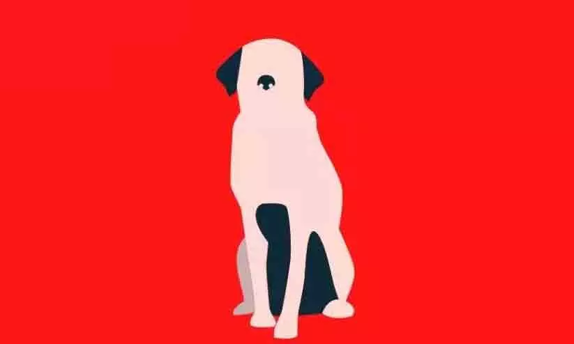 സമഗ്രപദ്ധതിയുമായി ജില്ല പഞ്ചായത്ത്; തെരുവുനായ് വന്ധ്യംകരണ കേന്ദ്രങ്ങൾ അഞ്ചിടത്ത്