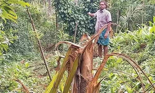 നടവയലിൽ കാട്ടാനശല്യം രൂക്ഷം; വ്യാപക കൃഷിനാശം