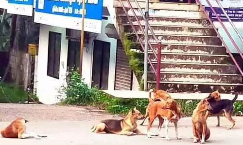 നരിക്കുനി ടൗണിൽ തെരുവുനായ് ശല്യം രൂക്ഷം: പൊറുതിമുട്ടി ജനം