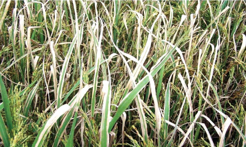 നെൽകൃഷിക്ക് ഓലകരിച്ചിൽ വ്യാപിക്കുന്നു; കർഷകർ ആശങ്കയിൽ