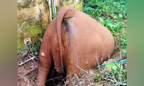 സെപ്റ്റിക് ടാങ്കില്‍ വീണ് കാട്ടാനക്ക് ദാരുണാന്ത്യം