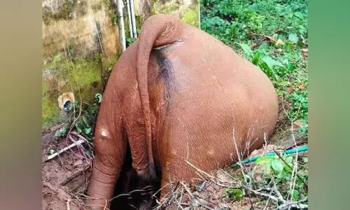 സെപ്റ്റിക് ടാങ്കില്‍ വീണ് കാട്ടാനക്ക് ദാരുണാന്ത്യം