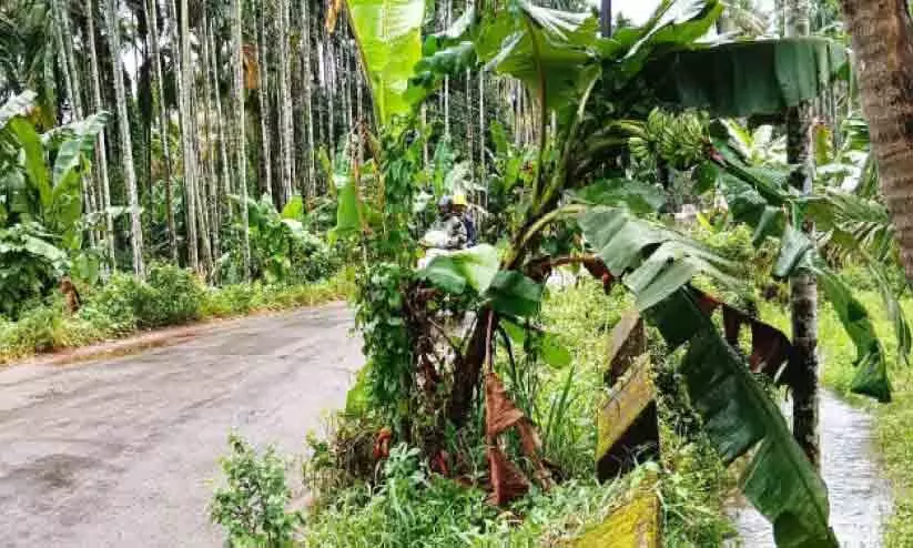 അപായസൂചനയായി റോഡിലെ കുഴിയിൽ നട്ട വാഴ കുലച്ചു അപായസൂചനയായി റോഡിലെ കുഴിയിൽ നട്ട വാഴ കുലച്ചു