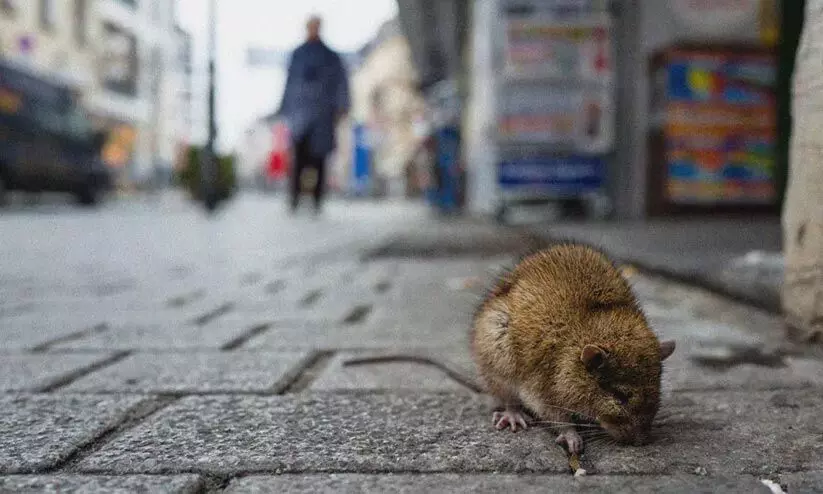എലിപ്പനി വ്യാപകം; കാരുണ്യ വഴി പത്ത് ലക്ഷം പ്രതിരോധ ഗുളിക എത്തിക്കും