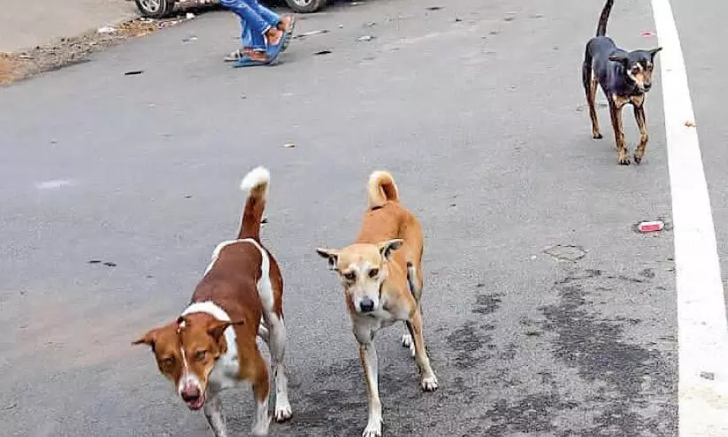 പാലക്കാട് നഗരം കീഴടക്കി തെരുവുനായ്ക്കൾ പാലക്കാട് നഗരം കീഴടക്കി തെരുവുനായ്ക്കൾ