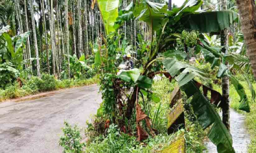 അ​പായ​സൂ​ച​ന​യാ​യി റോഡിലെ കുഴിയിൽ നട്ട വാഴ കുലച്ചു