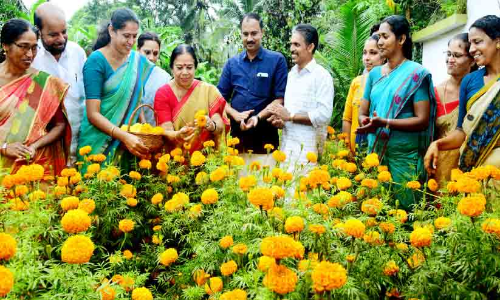 ഇത്തവണ വൈകിയില്ല, ഓണത്തിന് ചെണ്ടുമല്ലി തയാർ