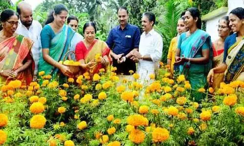 ഇത്തവണ വൈകിയില്ല, ഓണത്തിന് ചെണ്ടുമല്ലി തയാർ