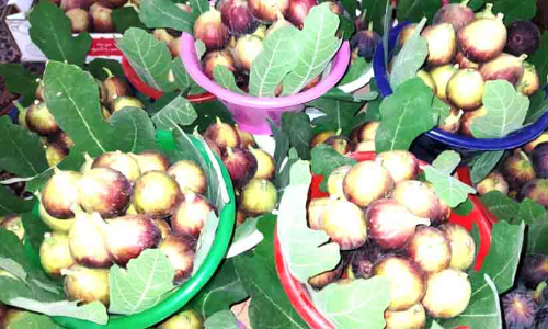 സൗദിയിൽ ഇത് അത്തിപ്പഴ വിളവെടുപ്പ് കാലം