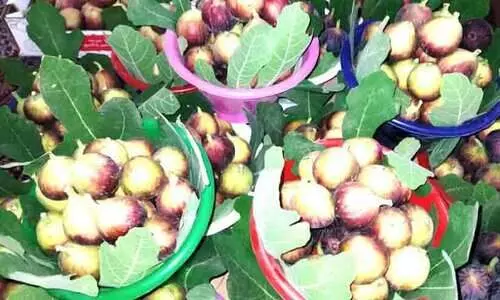 സൗദിയിൽ ഇത് അത്തിപ്പഴ വിളവെടുപ്പ് കാലം