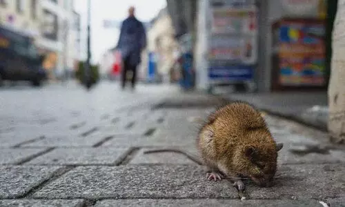 എലിപ്പനി വ്യാപകം; കാരുണ്യ വഴി പത്ത് ലക്ഷം പ്രതിരോധ ഗുളിക എത്തിക്കും