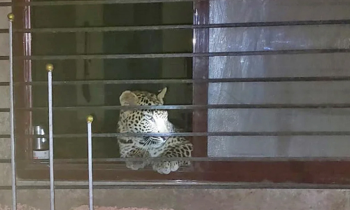 വീട്ടിൽ അതിഥിയായെത്തി പുള്ളിപ്പുലി; പിടികൂടാനെടുത്തത് പത്ത് മണിക്കൂർ