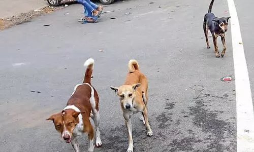 പാലക്കാട് നഗരം കീഴടക്കി തെരുവുനായ്ക്കൾ