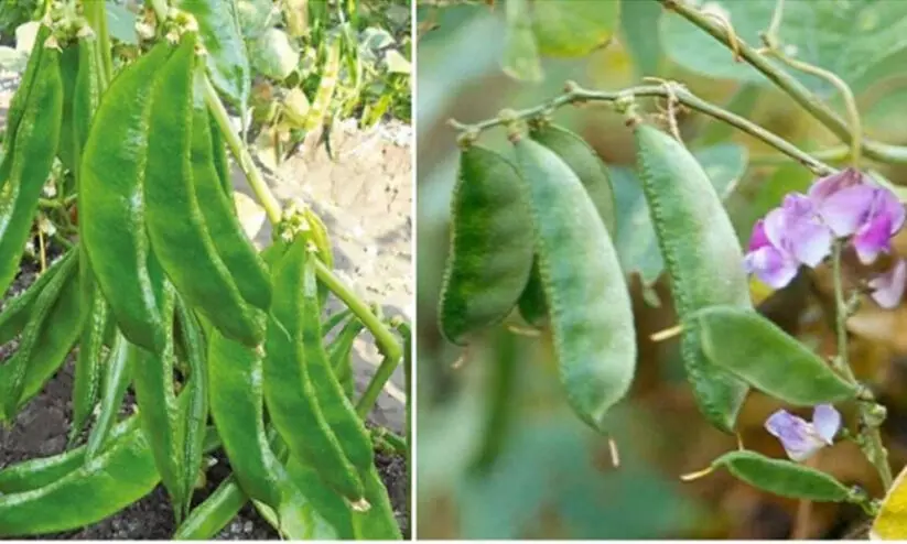 അമരപ്പയർ നടാൻ സമയമായി; പ്രോട്ടീൻ സമ്പന്നം, ഗുണങ്ങളേറെ