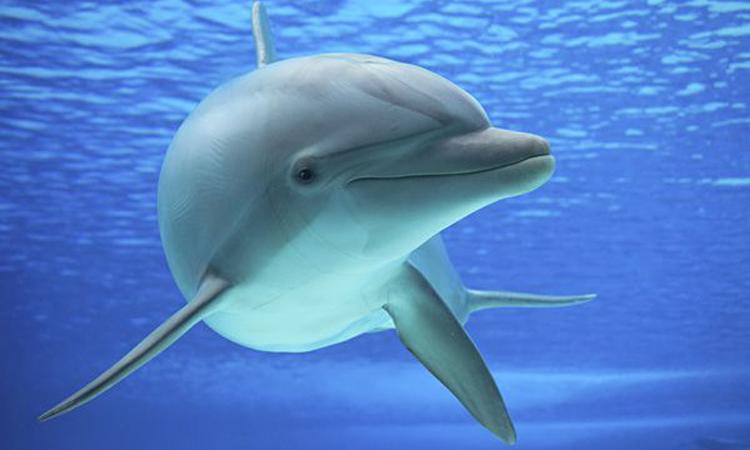 Dolphin Dolphin