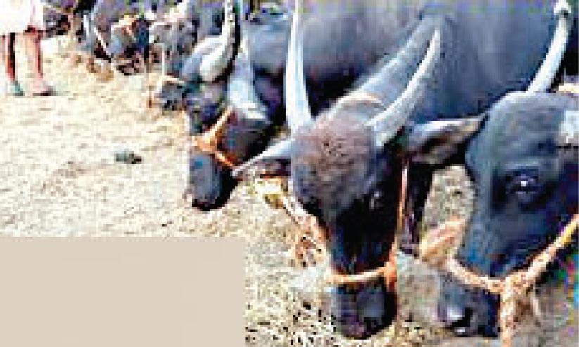 പുതുനഗരത്ത് പഞ്ചായത്ത് അറവുശാലയില്ല; രോഗങ്ങൾ പടർത്തുന്നതിന് വഴിവെക്കുന്നതായി പരാതി പുതുനഗരത്ത് പഞ്ചായത്ത് അറവുശാലയില്ല; രോഗങ്ങൾ പടർത്തുന്നതിന് വഴിവെക്കുന്നതായി പരാതി